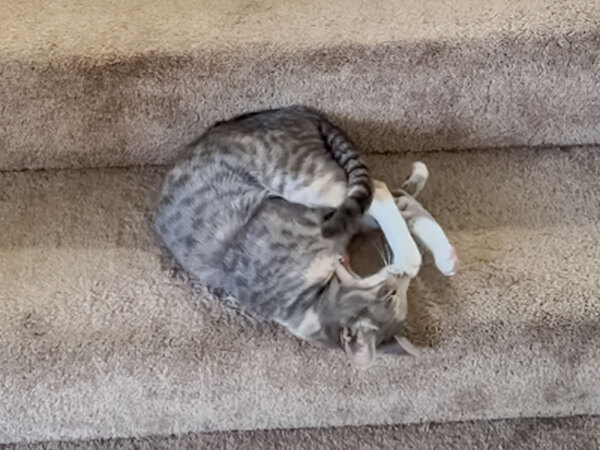 「猫は液体だという証拠です」　階段の降り方を絶賛された猫がコチラ