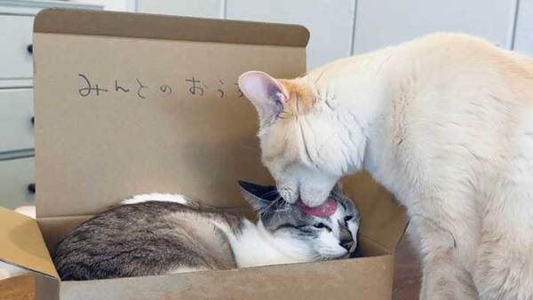自分の箱を占拠された猫　『抗議』のやり方に「笑いが止まらん」「最高です！」