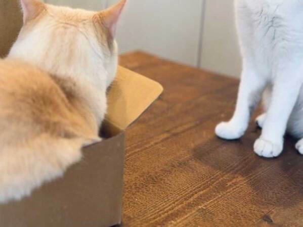 自分の箱を占拠された猫　『抗議』のやり方に「笑いが止まらん」「最高です！」