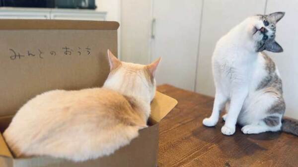 自分の箱を占拠された猫　『抗議』のやり方に「笑いが止まらん」「最高です！」