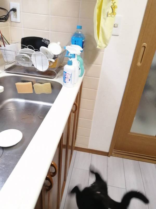 「かわいそうなのに吹き出しちゃった」　留守番中の２枚に「コントかな」「ギャグ漫画で見た」