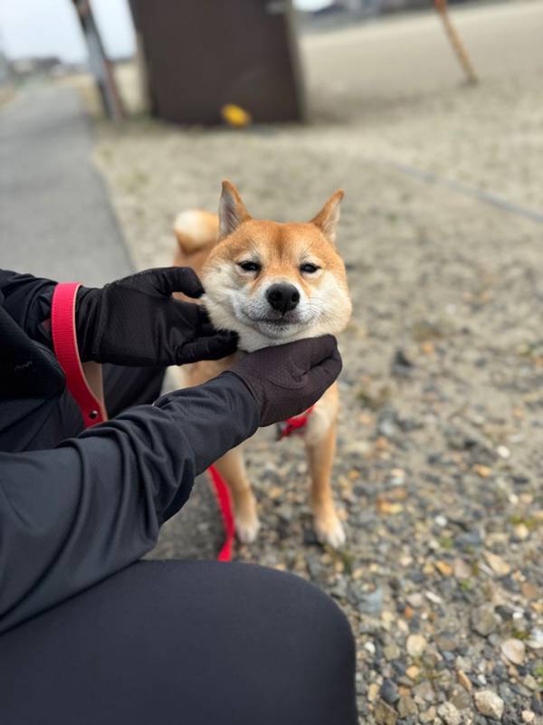 「勝手すぎて笑った」「かわいすぎる」　愛犬に「なでて」と催促されるも…？