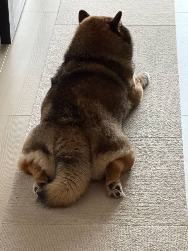 ゴミ捨てを終えて帰宅　リビングをよく見ると？「五度見した」「不思議な出会いだ」