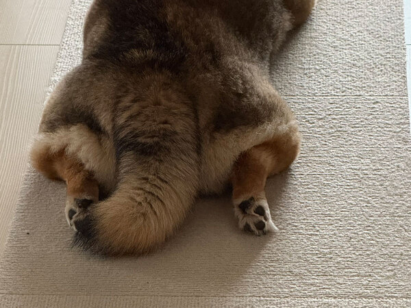 ゴミ捨てを終えて帰宅　リビングをよく見ると？「五度見した」「不思議な出会いだ」