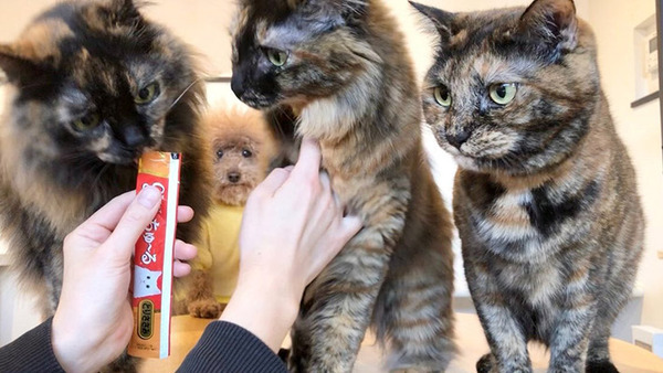 猫にオヤツをあげていた飼い主　どこからか視線を感じて…「笑っちゃった」「切ない表情」