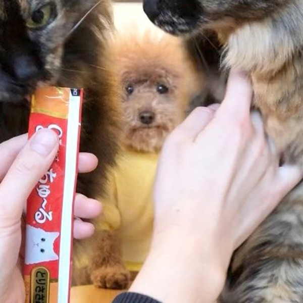 猫にオヤツをあげていた飼い主　どこからか視線を感じて…「笑っちゃった」「切ない表情」