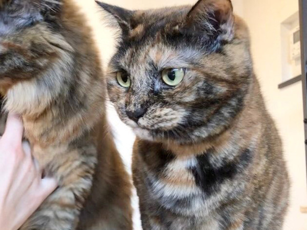 猫にオヤツをあげていた飼い主　どこからか視線を感じて…「笑っちゃった」「切ない表情」