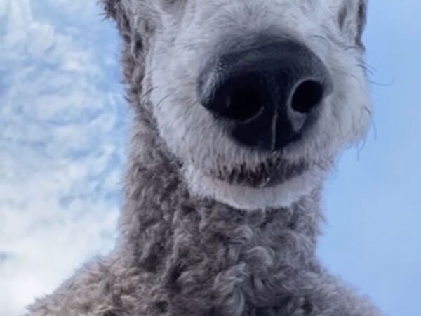 「どうやって撮ってるの」　プードルの『自撮り』に、じわじわくる