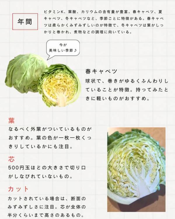 おいしいキャベツは、重い？軽い？　JA全農の解説に「逆だと思ってた…」