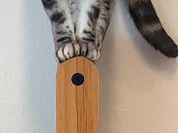 猫「乗れたよ！」　『ドヤ顔』を披露している場所が「バランスすごい」「平均台みたい」