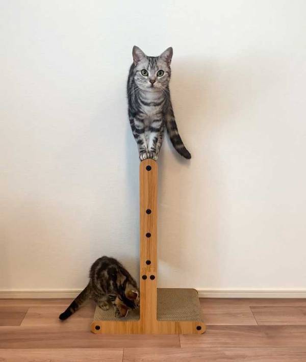 猫「乗れたよ！」　『ドヤ顔』を披露している場所が「バランスすごい」「平均台みたい」