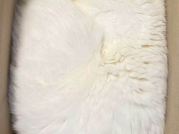 「お届け物ですか？」　ダンボール箱に入っていたのは…