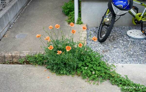 「素手で触らないで」　道端でよく見るオレンジの花は…「知らなかった」「気を付ける」
