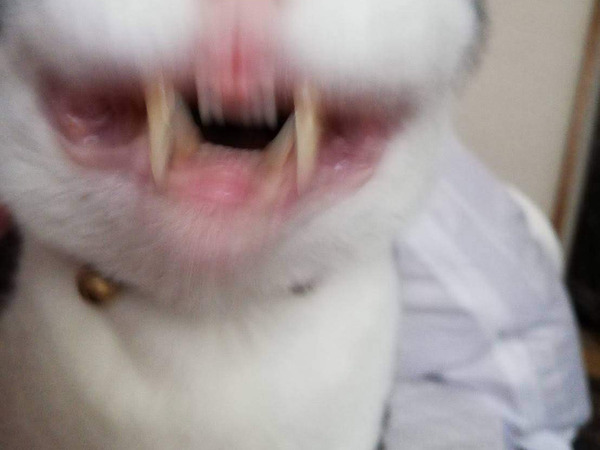 「うちにいた謎生物です」　激写した１枚に「笑った」「食べられる直前の光景」