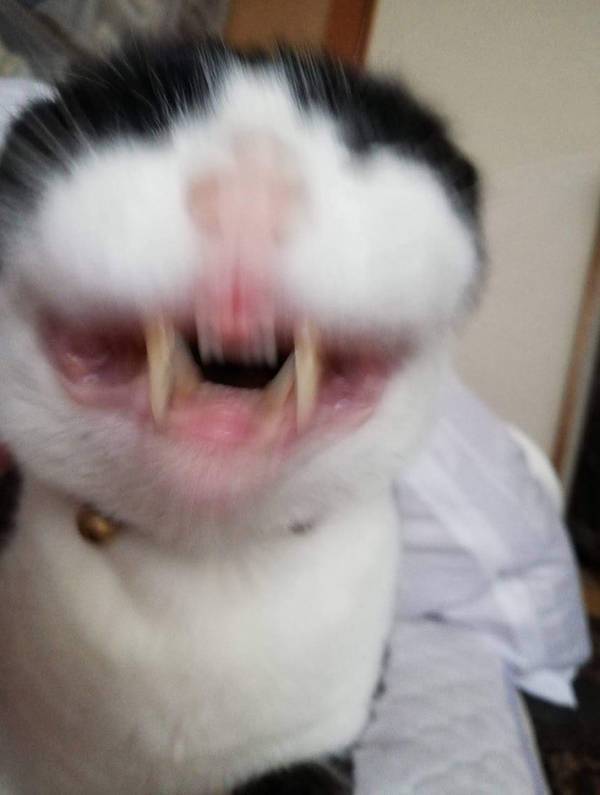 「うちにいた謎生物です」　激写した１枚に「笑った」「食べられる直前の光景」