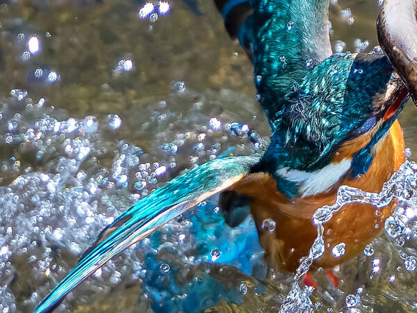 カワセミ「え、ウソでしょ…」　獲物をとらえるも…「ぎゃー」「萎えちゃうやつだ」