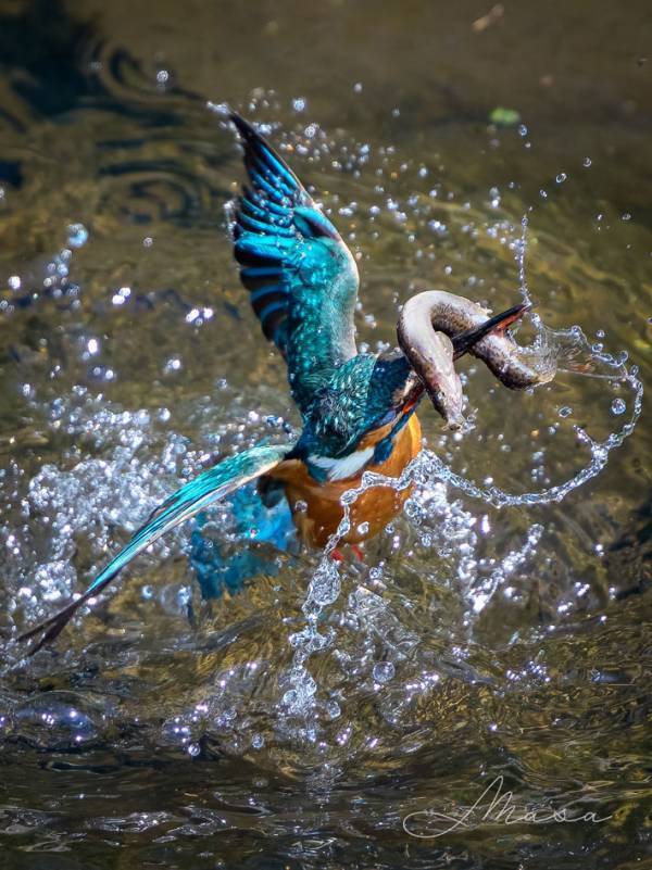 カワセミ「え、ウソでしょ…」　獲物をとらえるも…「ぎゃー」「萎えちゃうやつだ」