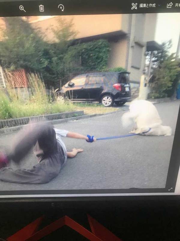 「ごめん、爆笑」「もはや芸術の域」　散歩中の『事故』に３８万いいね！