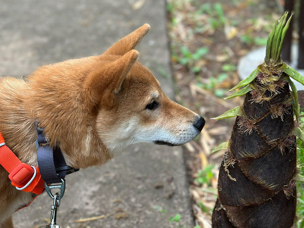 柴犬が、生まれて初めて見た『春の植物』　１日後の姿が…「これはエグい」