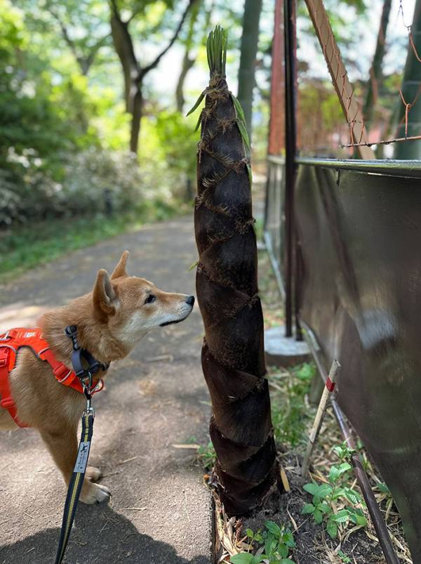 柴犬が、生まれて初めて見た『春の植物』　１日後の姿が…「これはエグい」