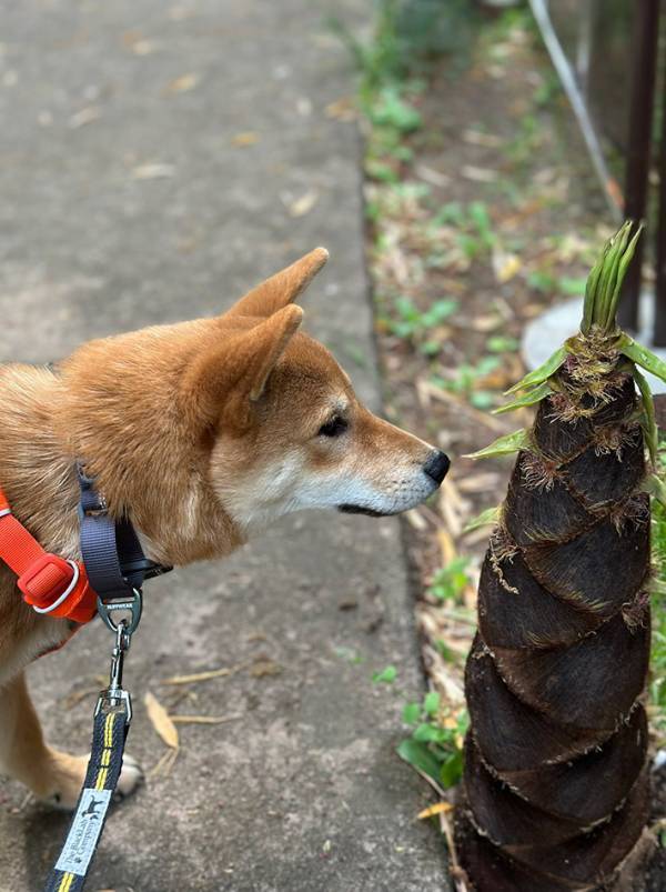 柴犬が、生まれて初めて見た『春の植物』　１日後の姿が…「これはエグい」