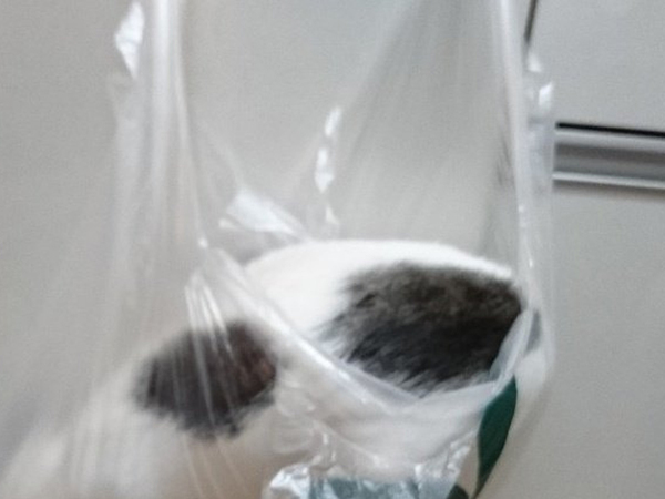 「猫の情けない写真が欲しい」 公開された１枚に「過去イチ笑った」「優勝でいいよ」