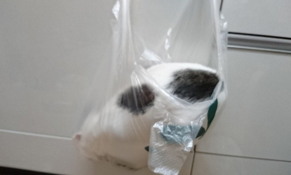 「猫の情けない写真が欲しい」 公開された１枚に「過去イチ笑った」「優勝でいいよ」