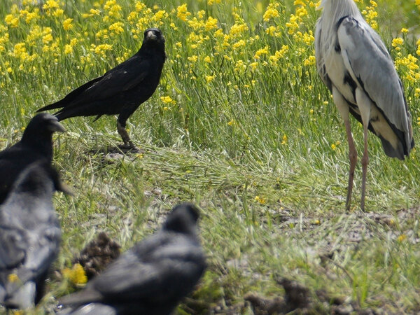 トラクターが動くまで待機…　畑に現れたのは？「圧がすごい」「値下げを待つ人かよ」