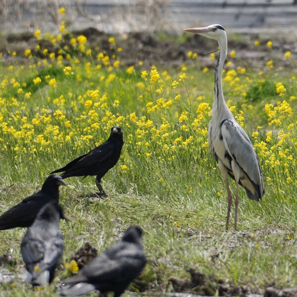 トラクターが動くまで待機…　畑に現れたのは？「圧がすごい」「値下げを待つ人かよ」