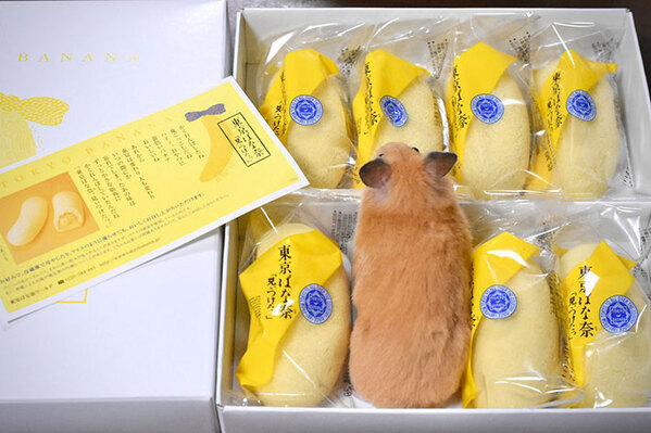 「コーヒー吹いた」「二度見しました」　箱に入った『東京ばな奈』の中で、なぜか１つだけ…