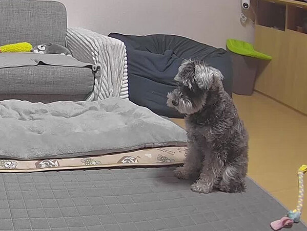 仕事帰りにペットカメラを見ると…　留守中の愛犬の姿に、１３万人がキュン