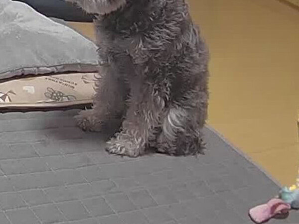 仕事帰りにペットカメラを見ると…　留守中の愛犬の姿に、１３万人がキュン