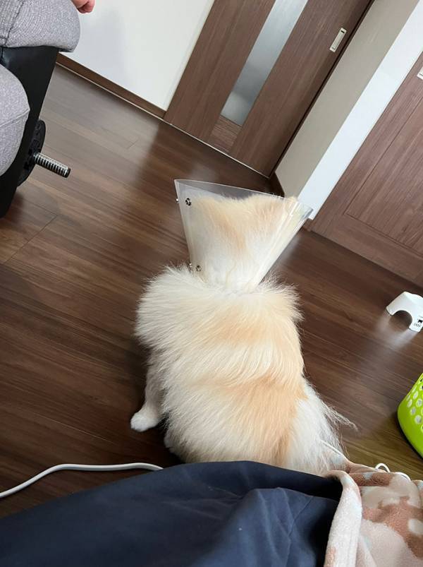 『チークブラシ』といわれたポメ　頭を見ると…「電車の中で笑っちゃったよ」