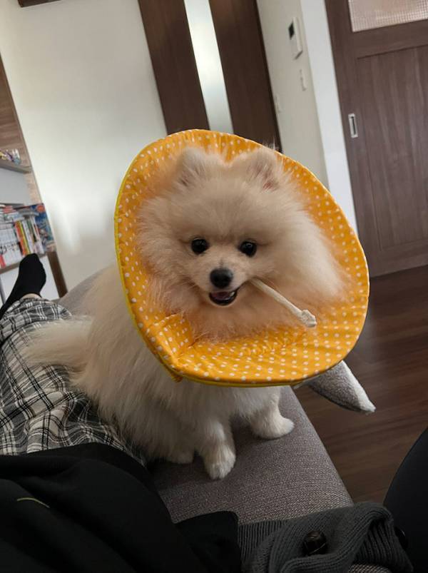 『チークブラシ』といわれたポメ　頭を見ると…「電車の中で笑っちゃったよ」