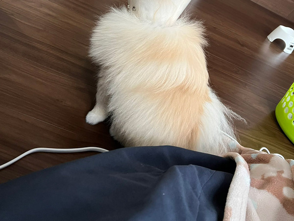 『チークブラシ』といわれたポメ　頭を見ると…「電車の中で笑っちゃったよ」