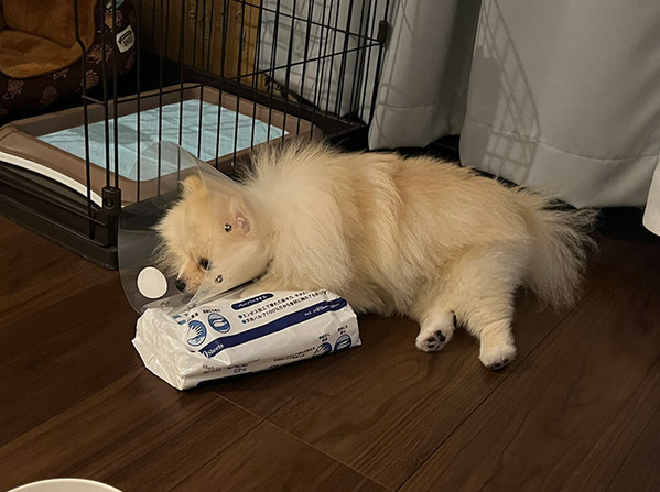 『チークブラシ』といわれたポメ　頭を見ると…「電車の中で笑っちゃったよ」