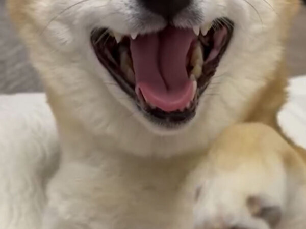 「顔から幸せがあふれ出ている」といわれた柴犬　ワケに納得する人が続出！