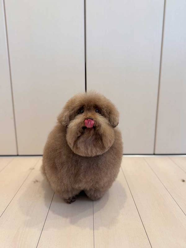 ごはんの時だけ『変身』する犬　まさかの姿に驚きの声