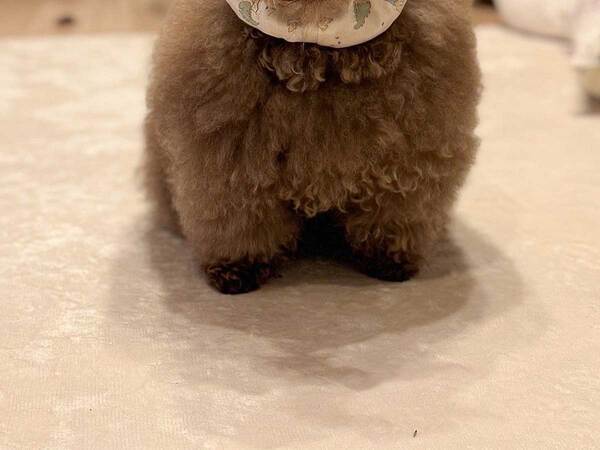 ごはんの時だけ『変身』する犬　まさかの姿に驚きの声