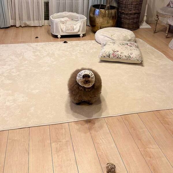 ごはんの時だけ『変身』する犬　まさかの姿に驚きの声