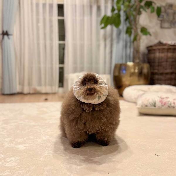 ごはんの時だけ『変身』する犬　まさかの姿に驚きの声