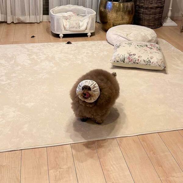 ごはんの時だけ『変身』する犬　まさかの姿に驚きの声