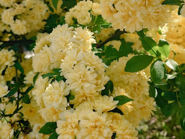 あなたは何に見えますか？　花を見た娘、感想に「もうそれにしか見えない」「笑った」