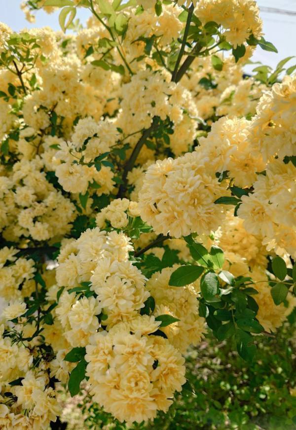 あなたは何に見えますか？　花を見た娘、感想に「もうそれにしか見えない」「笑った」