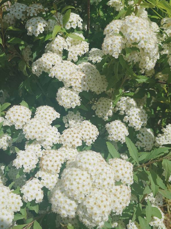 あなたは何に見えますか？　花を見た娘、感想に「もうそれにしか見えない」「笑った」