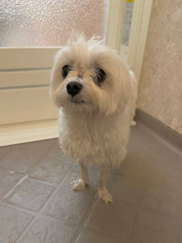 もはや犬に見えない…　脚を洗われた姿に「新しい生命体」「二足歩行で近づいてきそう」