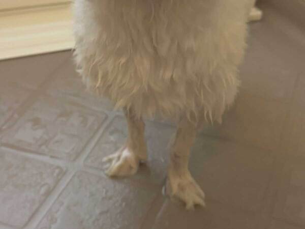 もはや犬に見えない…　脚を洗われた姿に「新しい生命体」「二足歩行で近づいてきそう」