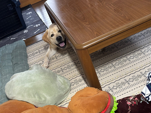 お気に入りのこたつが片付けられて…　犬の反応に「笑った」