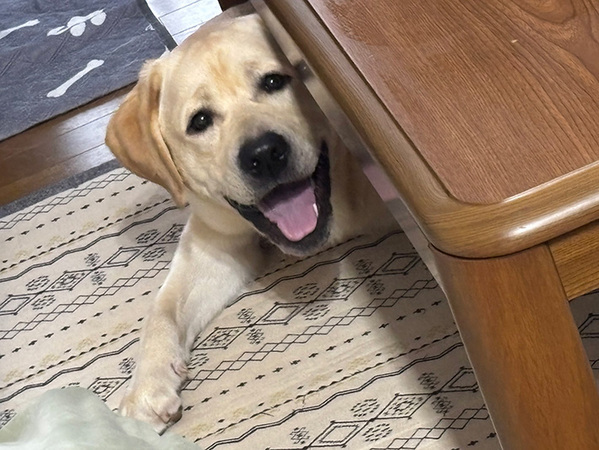 お気に入りのこたつが片付けられて…　犬の反応に「笑った」