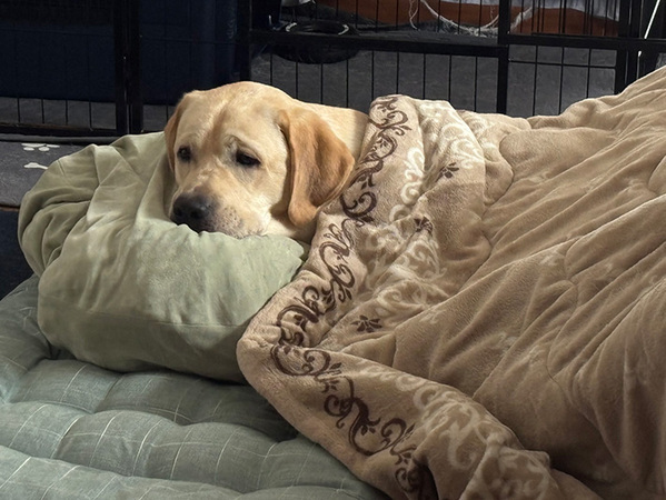 お気に入りのこたつが片付けられて…　犬の反応に「笑った」